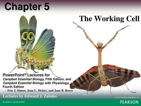 Chapter 5 The Working Cell.